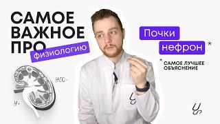 Физиология мочевыделительной системы | Почка Нефрон