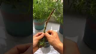 Technique plant portulaca flower #handmadeplanter #portulacaplant #gardening #plants