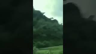 REAL ORB ON TREE IN BRAZIL!!!!
