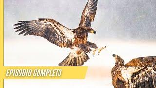 Desierto secreto - El águila y su presa | Episodio Completo