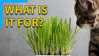 Why cats eat grass and how does it effect them?