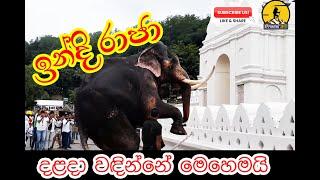 How the great Tusker Indi Raja worships Temple of the Tooth Relic | ඉන්දි රාජා දළදා වඳින්නේ මෙහෙමයි