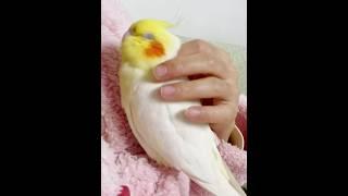 Adorable Cockatiel's Cute Moments  #cockatielscraze #birdscharm