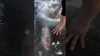 Digging Out Fish Stuck In Frozen Lake 