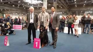 World Dog Show 2017 - Dobermann Finals