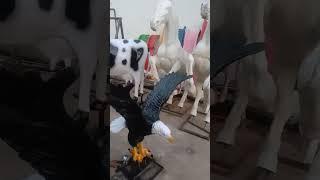 Cow، Eagle  aik bar zaror dkye#####