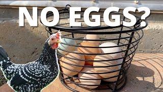 Tractor Supply Chicken Feed? Why Did My Chickens Stop Laying Eggs? 5 Reasons