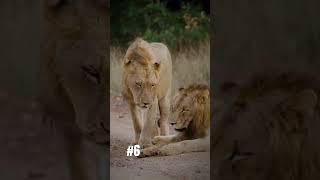 10 Most Dangerous Animals in Africa!