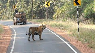 Tigress Almost attacked the safari vehicle.