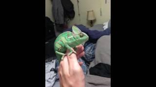 Chamaeleon playing