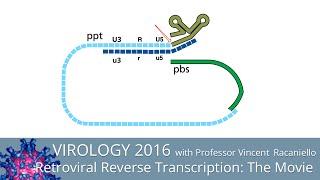 Virology Lectures 2016: Retroviral Reverse Transcription