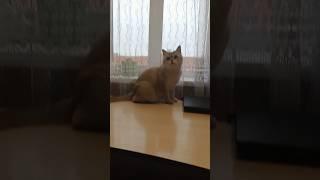 Кошка Снежка играет!Веселые игры!#СнежкаTV #кошка