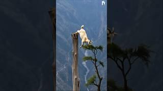  Goat’s Gravity-Defying Perch on a Mountain Peak!️ 나무 위에 있는 중력을 거스르는 염소의 둥지. #shorts #goat #ai