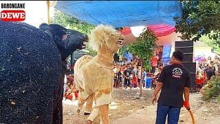 Banteng Macan Wahyu Budoyo live Nawangsari