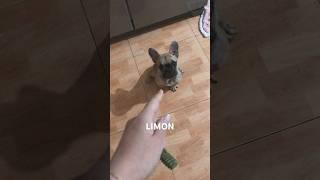 Французский бульдог Лимон хочет вкусняшек #dog #fannyvideo #bulldog #смешныевидео #animals #shorts