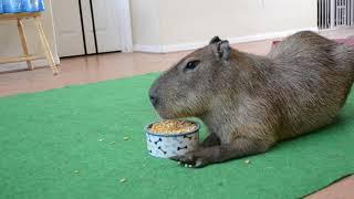 JoeJoe the Capybara Eating a Bowl of Corn