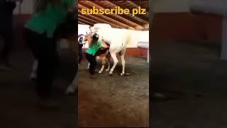 Horse Mating Donkey - Donkeys Breeding - Animals Mating Compilation 2024 #donkeymeeting #shorts