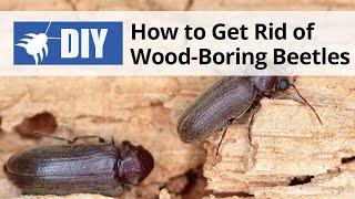 How to Get Rid of Wood Boring Beetles | DoMyOwn.com