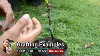 Grafting idea for your mango trees