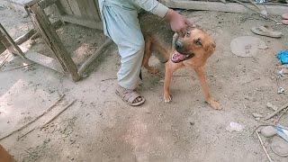 Stray Dog Follows Woman's Scooter ForWeeks | The Dodo 2024