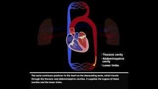 Pulmonary and Systemic Circulations