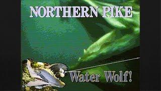 Northern Pike: The Water Wolf! (FULL VIDEO!)