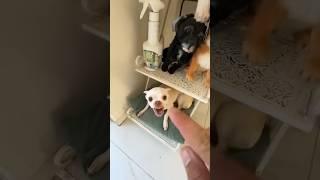 Niki is the most celebrity chihuahua in the world #funny #shorts
