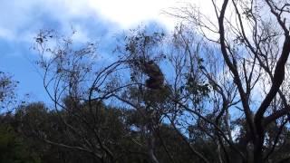 Koala at the Great Ocean Road, Victoria