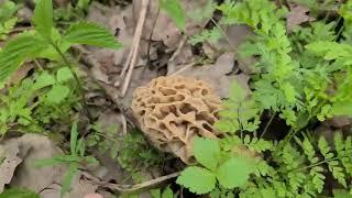 IL Morel Patch - Scenic Bottoms