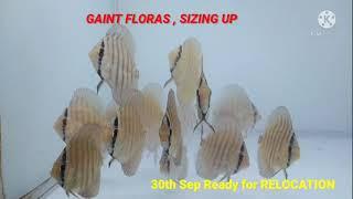 GAINT FLORA DISCUS BABIES AT APPOLO AQUATICS MANGALURU