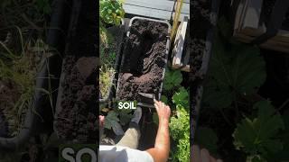 How to reuse old soil to grow new plants in containers  #gardening #howto #garden