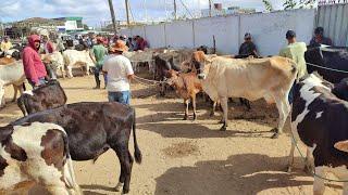 Feira de Gado no Posto Alto da Serra-PE 17-11-24 #animais barato #pecuaria show #nordeste Rico