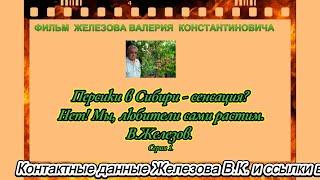 Персики в Сибири - сенсация?  Нет! Мы, любители сами растим.  В. Железов.   Серия 1.