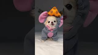 Here Comes Tiny Chihuahua Cedric In A Mouse Costume