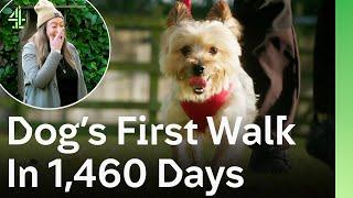 Locked in a Kitchen for 1,460 Days Will This Yorkie Find Someone To Love Him? | The Dog House 