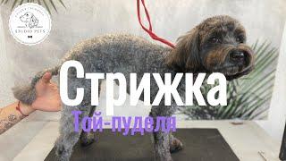 Стрижка пуделя/ груминг пуделя / стрижка пуделя в домашних условиях #dog #viral #pet #собака