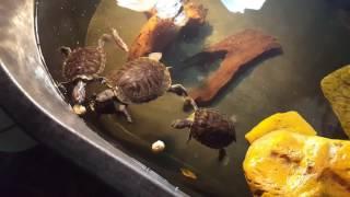 Really Fun Turtle Food For Turtles - Turtle Chasers - Turtles Go Crazy For It