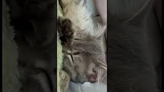 #siberiancat #babyanimal #babycat #babypet #cute #cutebabyanimals #cutecat #kitty #funny