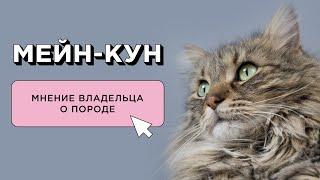 МЕЙН-КУН САМАЯ ЛУЧШАЯ КОШКА? МНЕНИЕ ВЛАДЕЛЬЦА О ПОРОДЕ