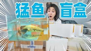 花300元网购10个猛鱼盲盒！竟开出凶险食人鱼？！| Blind Box