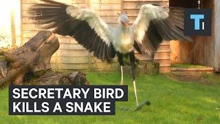 Secretary bird kills a snake