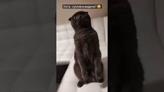 ЯКОВ-СУСЛИК  #кот #вислоухий #шотландскийкот #videos #cat #catlife #catlover #catvideos