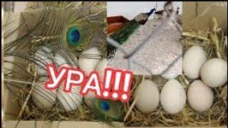 У нас будут павлины? Инкубация павлиньих яиц !