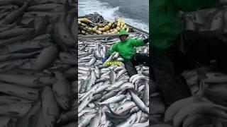 Acá hay miles de dólares en pescado 