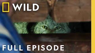 Wolverine Claws (Full Episode) | Dr. Oakley, Yukon Vet | Nat Geo Animals