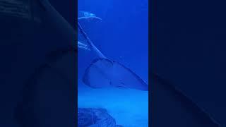 Ray Swimming over me at Aquarium Oceanografic Valencia #shorts