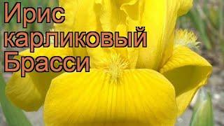 Ирис карликовый Брасси (iris pumila brassie)  ирис Брасси обзор: как сажать саженцы ириса Брасси