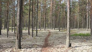 Пошёл в лес за грибами, а собрал сосновые молодые шишки на варенье. 19.06.25