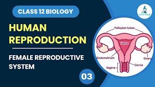 Female Reproductive System | Human Reproduction | Class 12 Biology