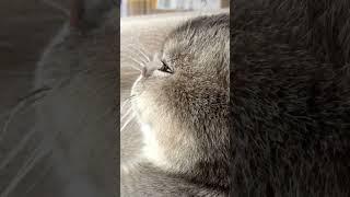 So sleepy… even her eyes can’t lie #cat #cutecat #pets #sleep #catlover #catlife